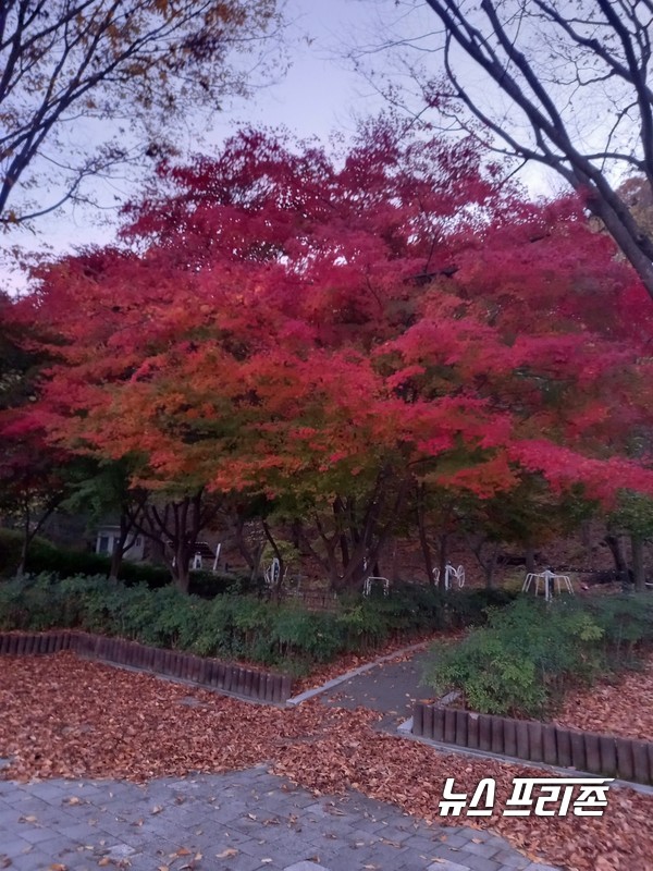 서울 공원내 단풍이 든 모습