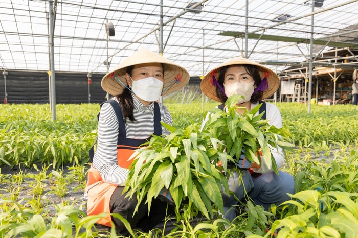 사천 다문화 농장에서 수확 체험활동을 하고 있는 김혜경 씨 민주당경남선대위