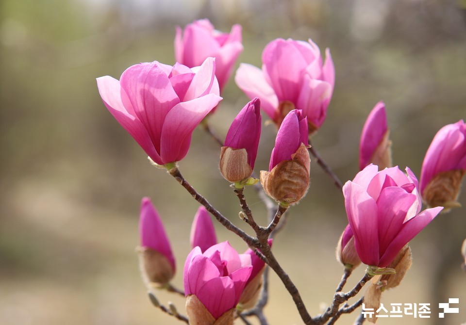 24일 오후 대전 한밭수목원에 홍목련 꽃이 자태를 뽐내며 눈길을 끌고 있다.(사진=이현식 기자)