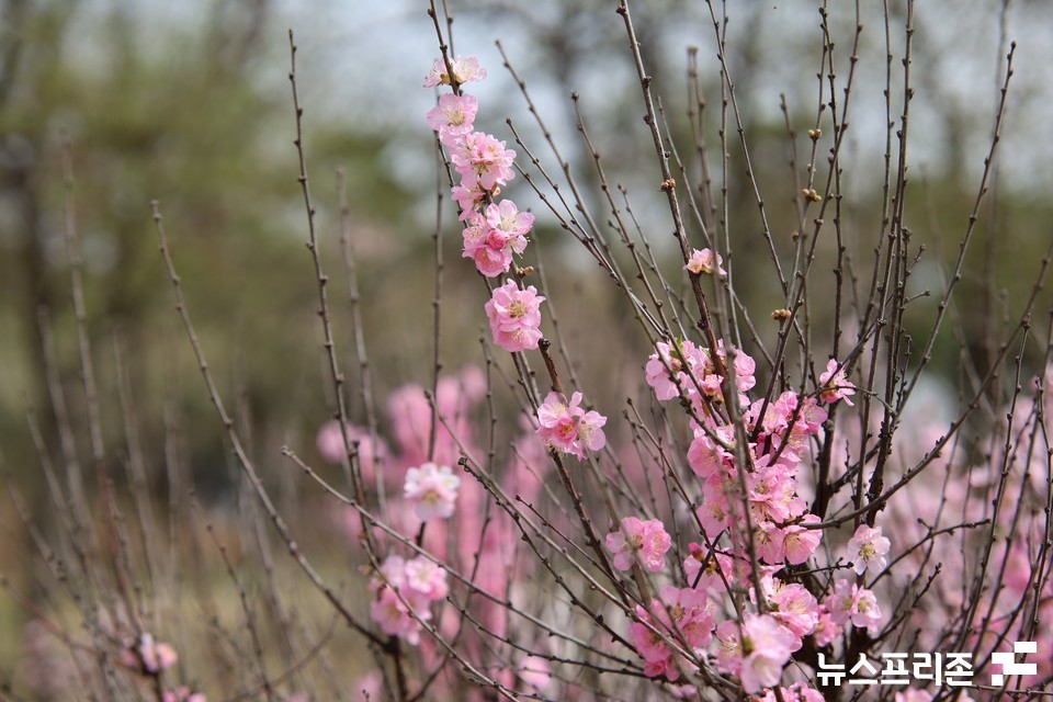 24일 오후 대전 한밭수목원에 매화가 꽃을 피우며 눈길을 끌고 있다.(사진=이현식 기자)
