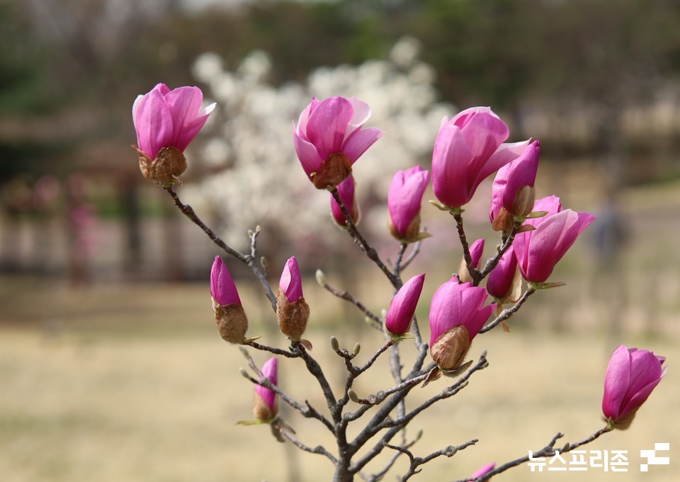 24일 오후 대전 한밭수목원에 홍목련 꽃 봉오리가 개화를 준비하며 눈길을 끌고 있다.(사진=이현식 기자)