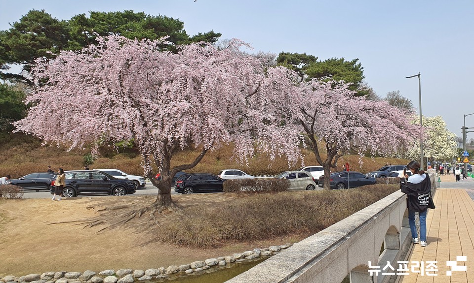 24일 오후, 대전 유성구 한국과학기술정보연구원(KIST)에서 학생들이 활짝 핀 벚꽃을 배경으로 사진을 찍고 있다.(사진=이현식 기자)