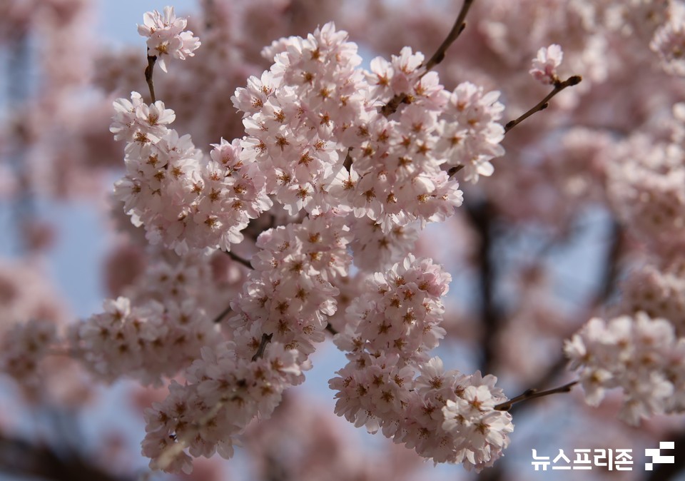 24일 오후, 대전 유성구 한국과학기술정보연구원(KIST)에 활짝 핀 벚꽃이 눈길을 끌고 있다.(사진=이현식 기자)