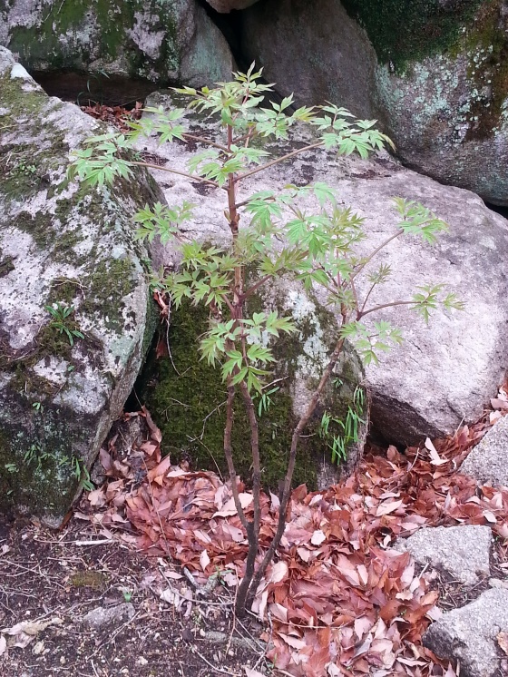 바위사이로 자란 나무 한 그루