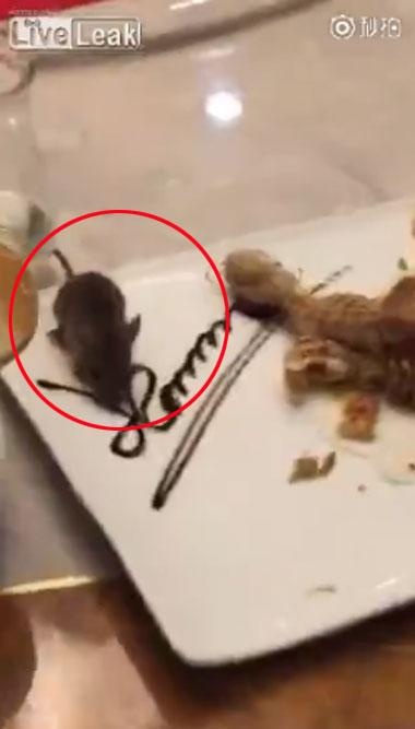 [황당영상] ‘저도 함께 먹어요~!’ 中 식당 테이블 올라온 생쥐