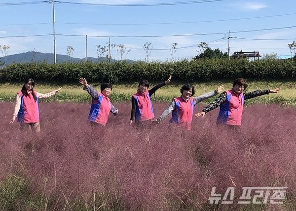 ﻿함평군, 핑크뮬리와 가우라가 어우러진 분홍빛 꽃 물결! /사진=꽃강 이룬 함평천 분홍빛 핑크뮬리ⓒ이병석 기자