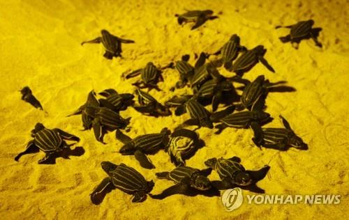 태국의 한 해변에서 막 부화한 바다거북들의 모습[로이터=연합뉴스] [재판매 및 DB 금지]