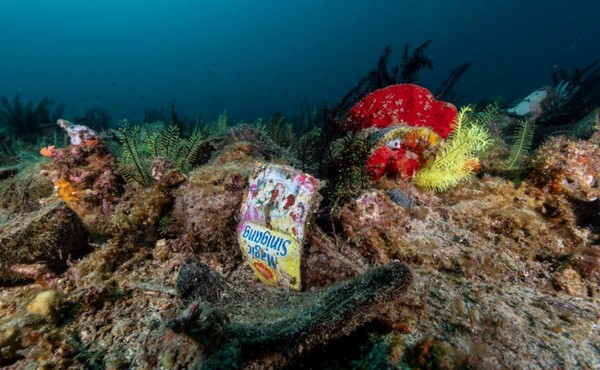 해저 산호초 사이에 낀 플라스틱 봉지 사진출처/그린피스 홈페이지 켑처