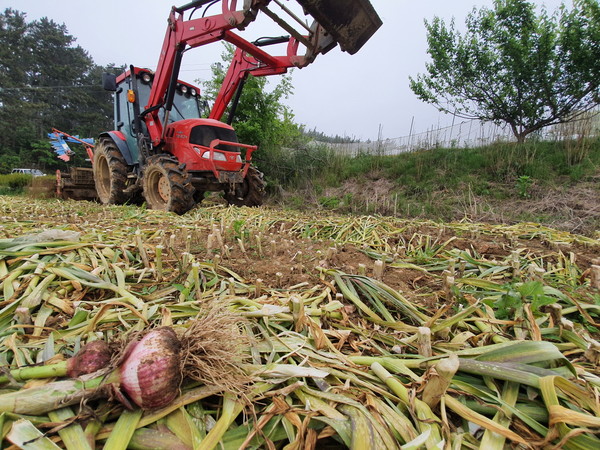 26일 충남 태안군 소원면 법산리 한 마늘재배농가에서 출하기를 앞둔 마늘을  트랙터를 이용해 갈아엎고 있다./ⓒ태안군청