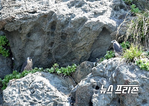 최상위 포식자로 알려진 매는 주로 해안이나 섬의 절벽에서 번식하는 드문 텃새로 알려져 있으며 공중에서 먹이를 낚아채 사냥하는 등 비행능력이 매우 뛰어나 사냥의 명수라 불린다.(절벽 둥지에서 어미를 기다리는 매 유조)/ⓒ신안군청 제공