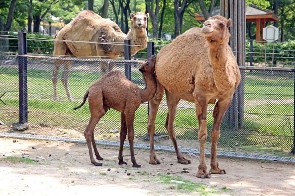 지난달에 태어난 낙타 거봉이와 엄마 낙타 주스의 모습