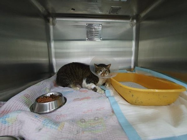 구조된 길고양이가 동물보호기관에서 치료를 받고 있는 모습.