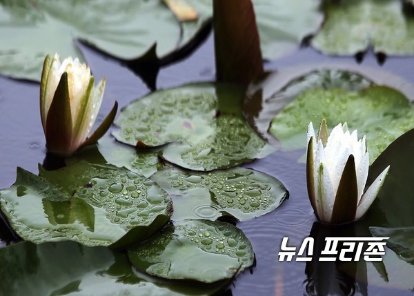 본격적인 여름 장마가 시작된 24일, 전남 함평군 함평엑스포공원 연못에 꽃망울을 활짝 터뜨린 수련이 빗방울을 머금고 있다.