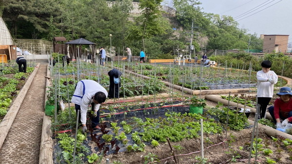 무악현대 혜윰뜰’ 도시농업공동체 회원들이 수확하는 모습.