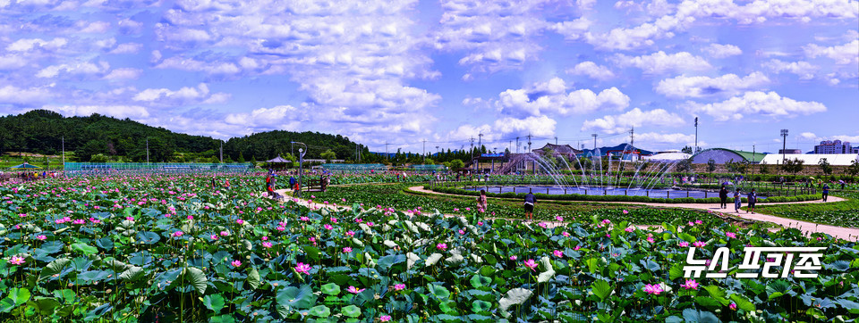11만m2의 습지가 함안연꽃테마파크 변한 모습