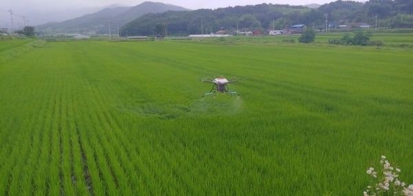 보성군 농업기술센터, 고품질 쌀 생산 위해 ‘벼 병해충 방제’ 실시
