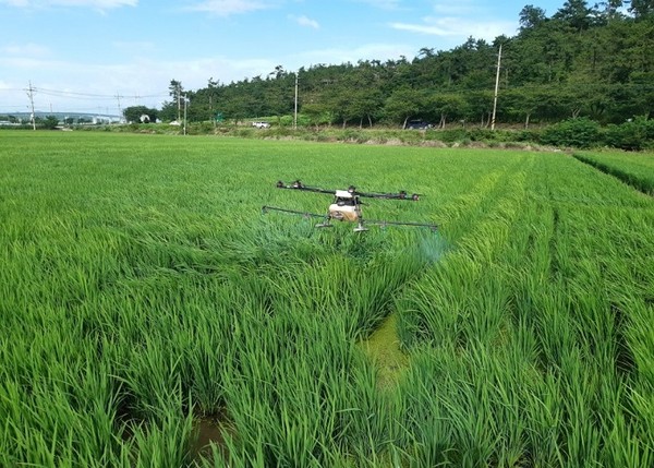 신안군, 고품질 쌀 생산위한 벼 병해충 적기방제 총력(드론 항공 방제)