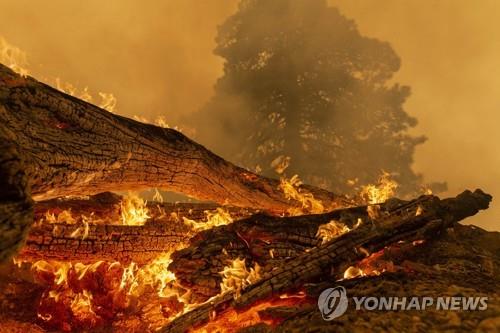 10일(현지시간) 미 캘리포니아의 앤젤레스국립산림에서 산불로 나무들이 불타고 있다. [AFP=연합뉴스]