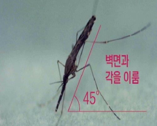 지난 6월 파주서 채집된 말라리아 매개 모기[질병관리본부 제공]