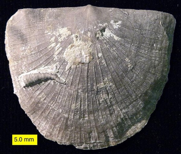 완족류 화석[윌슨44691/위키피디아 제공]