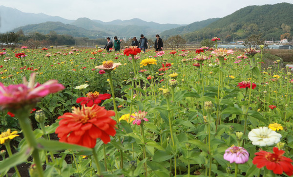 함양군의 대표 관광지인 지곡 개평마을에 백일홍 꽃이 만개한 모습./ⓒ함양군
