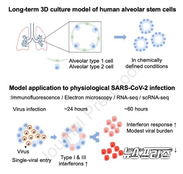 인간의 폐포 세포를 실험실에서 구현하는 3D 미니 장기기술을 개발하고 이를 활용해 코로나19 바이러스가 인간의 폐 세포를 파괴하는 과정을 규명한 카이스트 주영석 교수팀 등 공동연구는 줄기세포 분야 세계적인 학술지 셀 스템 셀(Cell Stem Cell)에 10월 22일 게재됐다./ⓒ셀 스템 셀·카이스트