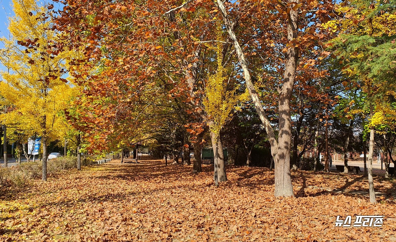 30일 오후 대전 유성구 연구단지 주변이 가을 단풍으로 울긋불긋 물들으며 떨어진 낙엽이 점점 쌓여가며 가을 정취를 드리우고 있다./ⓒ이현식 기자