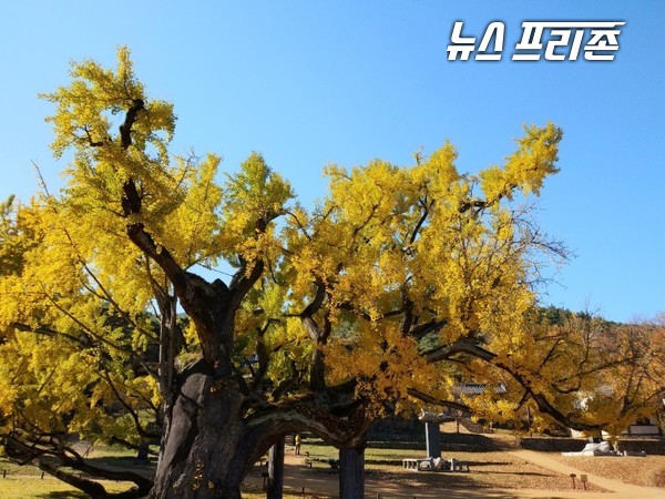 450년 된 도동서원 은행나무.  '김굉필 나무'라고도 불린다./  서삼봉기자
