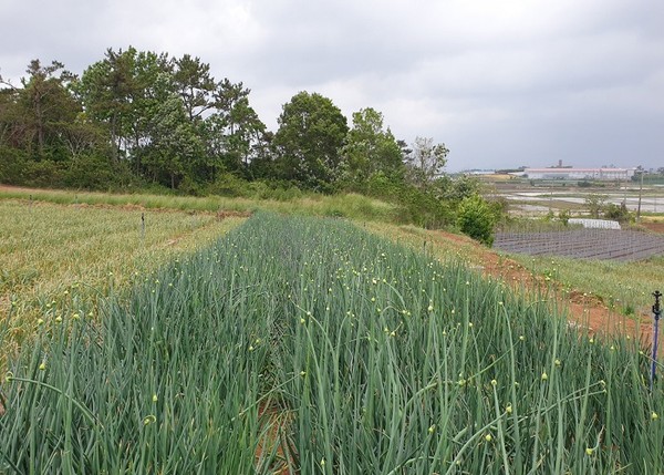 신안군, 천연자원 천일염 활용 친환경 고품질 농산물 생산 추진(천일염 활용한 대파 농사)