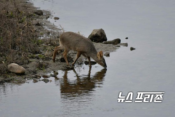 사진은 야생 고라니가 경기도 하남시 팔당 한강변에서 물을 먹고 있다. ⓒ 김봉겸 사진작가