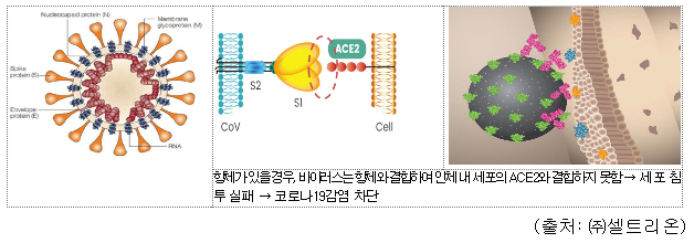 항체가 있을 경우, 바이러스는 항체와 결합하여 인체 내 세포의 ACE2와 결합하지 못함 → 세포 침투 실패 → 코로나19감염 차단