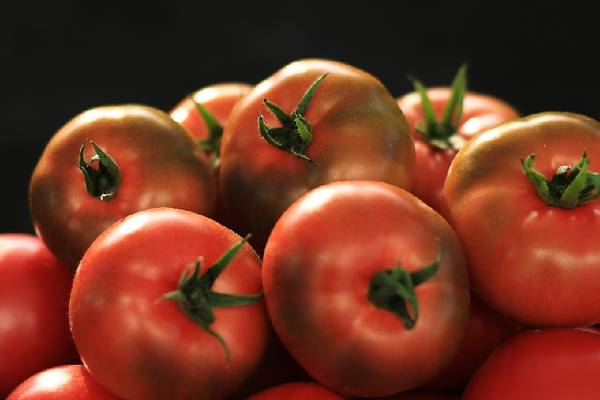 사천시가 겉은 단단하고 속은 촉촉한‘겉단속촉’의 토마토 신품종‘토마토4000’을 출시했다./ⓒ사천시
