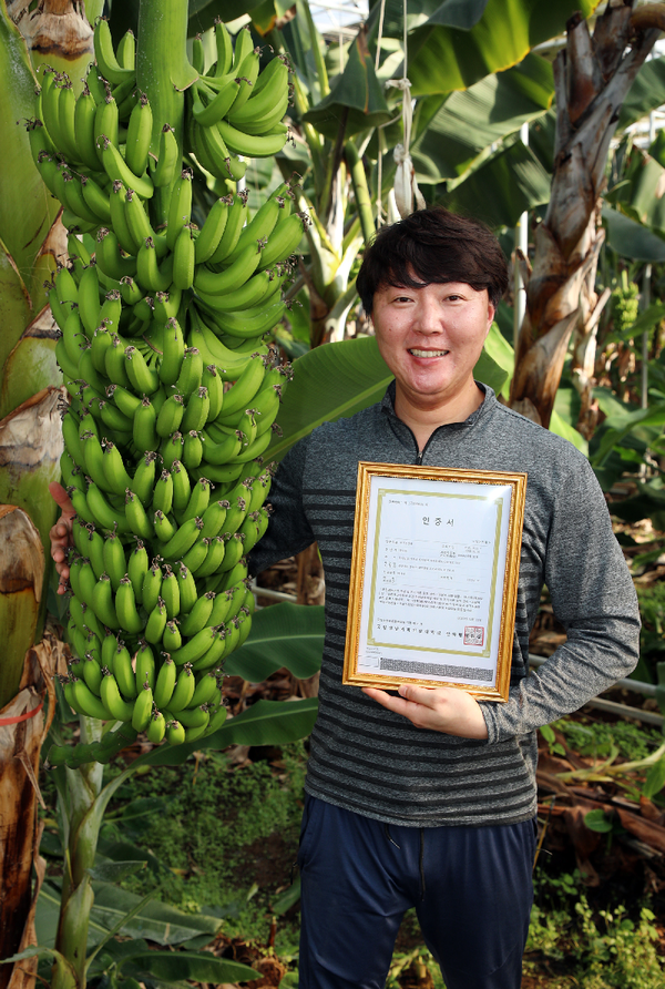 경남 산청군에서 생산되는 바나나가 국산 바나나 중에서는 유일하게 유기농산물(제17100881호) 인증을 획득했다./ⓒ산청군