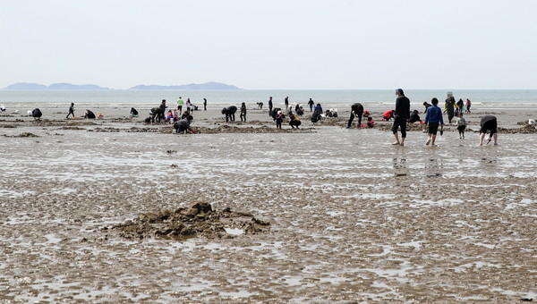 25일 태안군 남면 몽산포 해변에서 관광객들이 맛조개 잡기 체험을 즐기고 있다./ⓒ태안군청