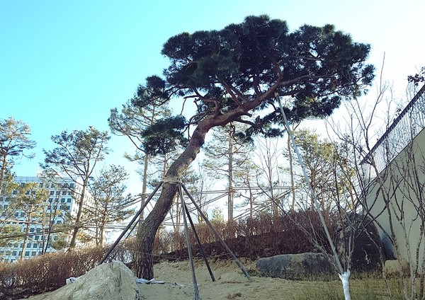 서울 예장자락 시민공원에 고창의 명품 소나무가 우뚝 서있다(사진제공=서울시청)