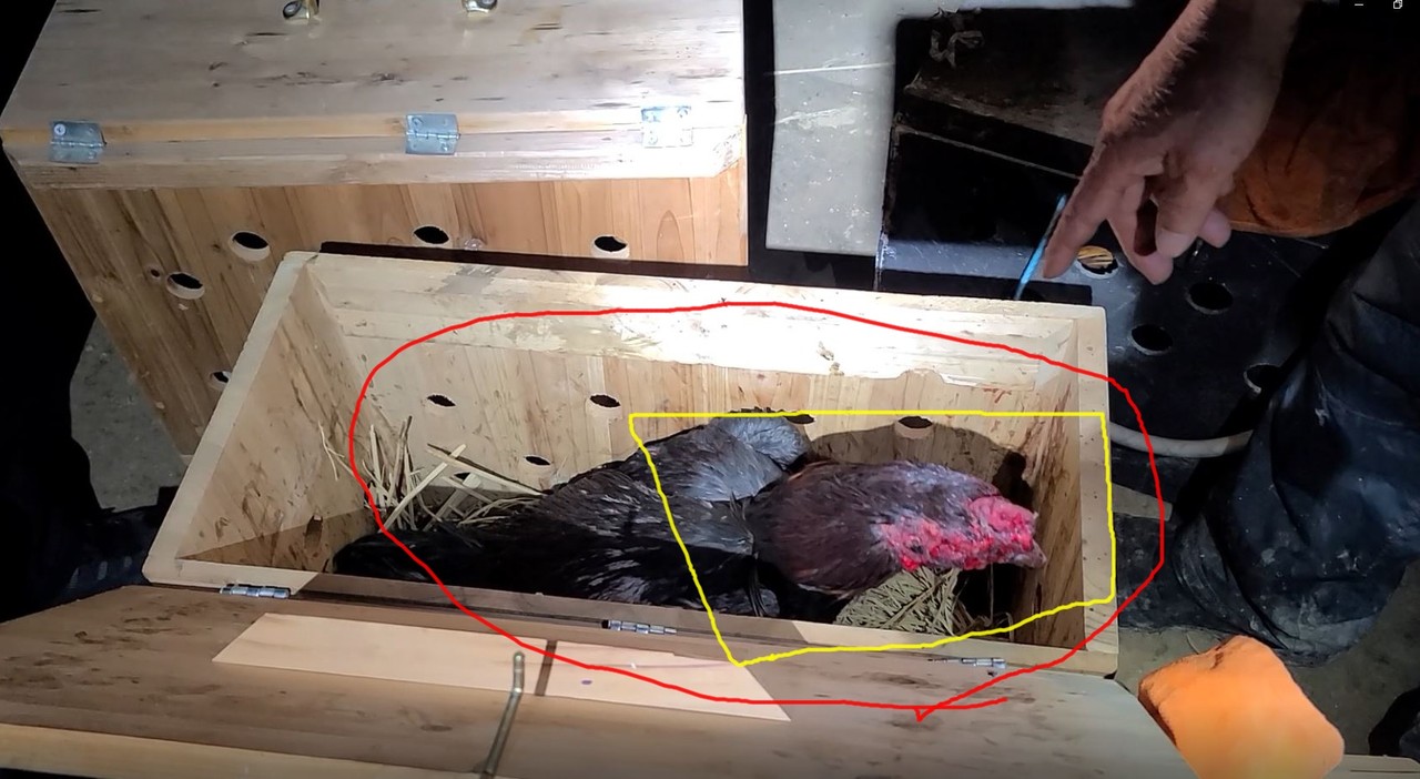 불법 투계 투입된 닭이 목 주변에서 피를 흘리고 있다./ⓒ김형태 기자