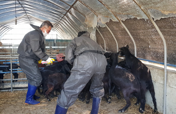 산청군은 오는 10월 말까지 지역 내 가축 사육농가 860호 11만5974두를 대상으로 구제역 예방백신 정기접종을 실시한다./ⓒ산청군