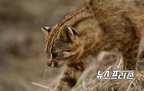 지난달 28일 멸종위기 야생동물 2급  보호종인 '삵'이 충남 서산시 부석면 간월도리에 위치한 천수만에 나타났다.