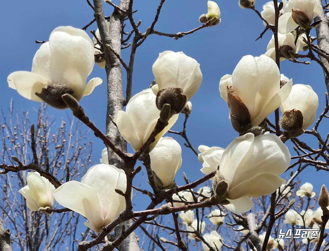 17일 오후  낮 최고 기온이 18도까지 오르며 완연한 봄 날씨를 보인 대전시 한밭수목원에는 봄의 전량사로 불리는 목련 꽃이 활짝 펴 눈길을 끌고 있다./ⓒ이현식 기자