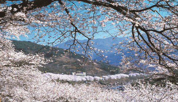 하동군은 십리벚꽃길로 유명한 화개면 일원의 생동감 넘치는 벚꽃개화 상황을 실시간 확인할 수 있는 서비스를 개시했다./ⓒ하동군