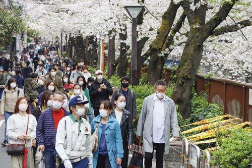 사진: 일본에서 코로나19 확산 속도가 다시 빨라지는 가운데 지난 28일 도쿄도 메구로(目黑)구에서 나들이객들이 벚꽃이 만개한 거리를 걷고 있다.