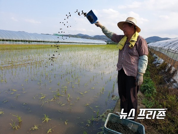 김해시 브랜드 쌀 판매량 4년 만 177% 증가-왕우렁이 농법.김해시