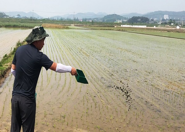 함평군, 친환경 쌀 생산 제초용 왕우렁이 60t 지원/ⓒ함평군청 제공