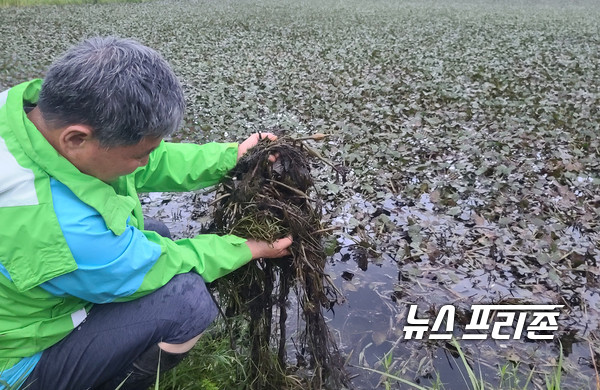한국농어존공사 진주.산청 지사에서 관리하는 오부면 방곡리 원방소류지 에서 검정색으로 오염된 수초를 보여주고 있다.     사진/뉴스프리존
