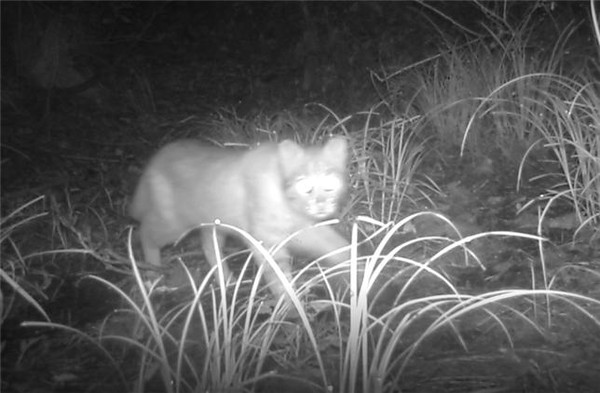 태안해안국립공원 내에 설치된 포유류 모니터링 무인 적외선 카메라에 멸종위기 Ⅱ급 야생동물 '삵'이 포착됐다.(사진=태안해양국립공원 사무소)