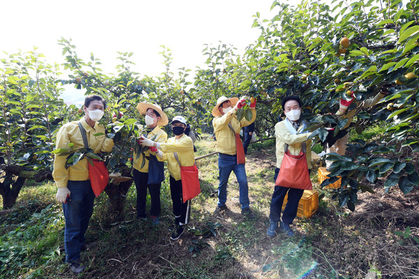 김하용 의장과 도의원 및 사무처 직원  50여명이 김해시 진영읍 단감농장에서 일손돕기에 나서고 있다. 경남도의회