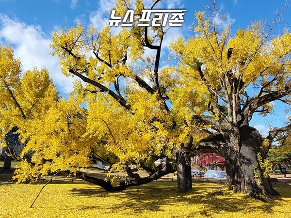 높고 푸른 하늘과 늙은 은행나무, 그리고 땅을 뒤덮은 노란 은행잎이 깊어진 가을을 알려준다./서삼봉기자