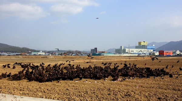 몽골에서 경남 고성을 찾아오고 있는 독수리떼 고성군