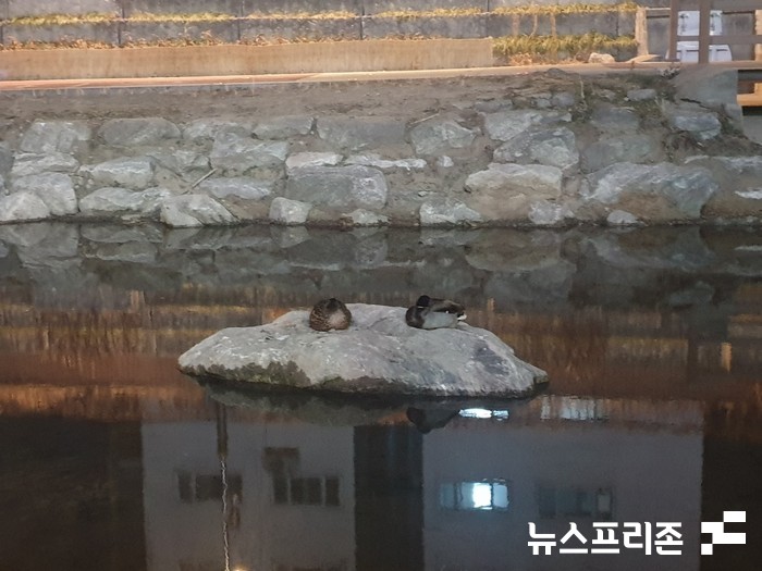 서울 청계천에 원앙 한쌍의 모습