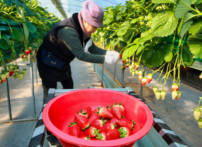 지난 18일 충남 태안군 태안읍 송암리의 한 딸기농장에서 딸기를 수확하고 있다.(사진=태안군청)